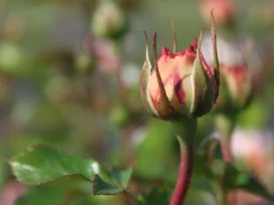 Strauchrose 'Schloss Eutin' ® -Deutschland Garten Funk Verkaufs-Shop strauchrose schloss eutin m009322 w 1