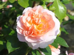 Strauchrose 'Schloss Eutin' ® -Deutschland Garten Funk Verkaufs-Shop strauchrose schloss eutin m009322 w 2