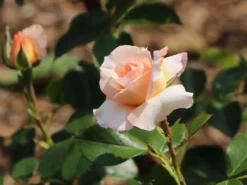 Strauchrose 'Schloss Eutin' ® -Deutschland Garten Funk Verkaufs-Shop strauchrose schloss eutin m009322 w 4