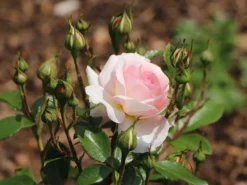 Strauchrose 'Schloss Eutin' ® -Deutschland Garten Funk Verkaufs-Shop strauchrose schloss eutin m009322 w 5