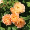 Strauchrose 'Sonnenwelt' ®