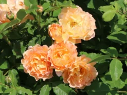 Strauchrose 'Sonnenwelt' ®