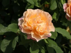 Strauchrose 'Sonnenwelt' ® -Deutschland Garten Funk Verkaufs-Shop strauchrose sonnenwelt m056580 w 0