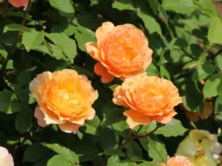 Strauchrose 'Sonnenwelt' ® -Deutschland Garten Funk Verkaufs-Shop strauchrose sonnenwelt m056580 w 1 1