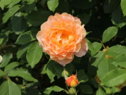 Strauchrose 'Sonnenwelt' ® -Deutschland Garten Funk Verkaufs-Shop strauchrose sonnenwelt m056580 w 3