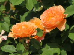 Strauchrose 'Sonnenwelt' ® -Deutschland Garten Funk Verkaufs-Shop strauchrose sonnenwelt m056580 w 4