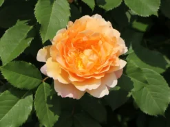 Strauchrose 'Sonnenwelt' ® -Deutschland Garten Funk Verkaufs-Shop strauchrose sonnenwelt m056580 w 5