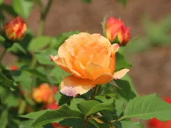 Strauchrose 'Sonnenwelt' ® -Deutschland Garten Funk Verkaufs-Shop strauchrose sonnenwelt m056580 w 6