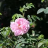 Strauchrose 'Stanwell Perpetual'