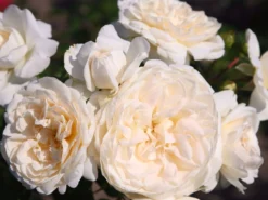 Strauchrose 'Summer Memories'