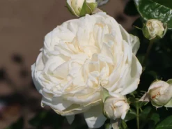 Strauchrose 'Summer Memories' -Deutschland Garten Funk Verkaufs-Shop strauchrose summer memories m049979 w 1