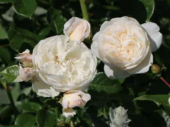 Strauchrose 'Summer Memories' -Deutschland Garten Funk Verkaufs-Shop strauchrose summer memories m049979 w 2