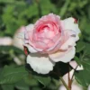 Strauchrose 'The Ancient Mariner'
