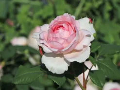 Strauchrose 'The Ancient Mariner'