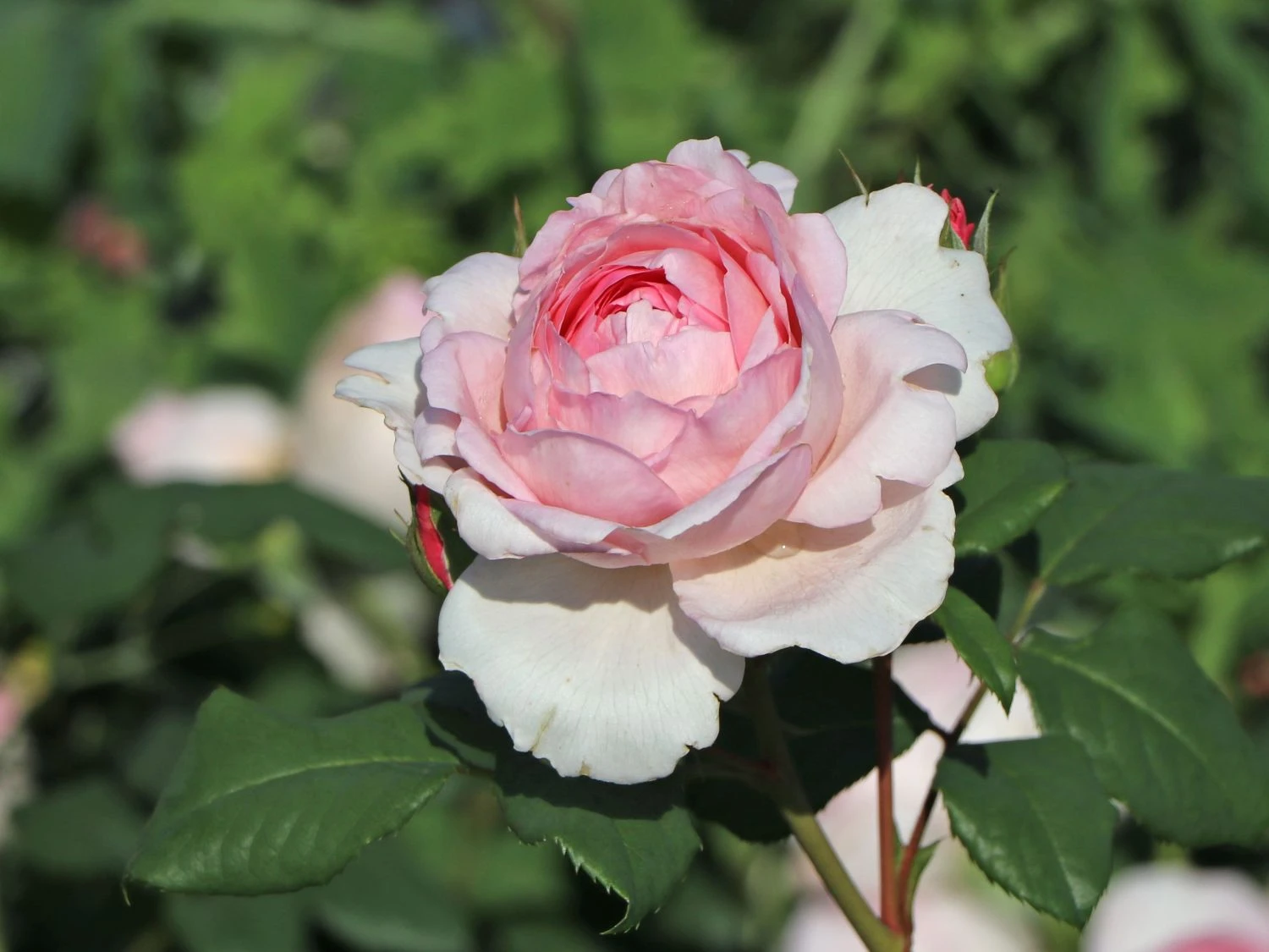 Strauchrose 'The Ancient Mariner' 1 Strauchrose 'The Ancient Mariner'