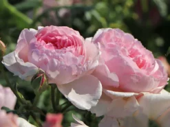 Strauchrose 'The Ancient Mariner' 7 Strauchrose 'The Ancient Mariner' -Deutschland Garten Funk Verkaufs-Shop strauchrose the ancient mariner m120980 w 0