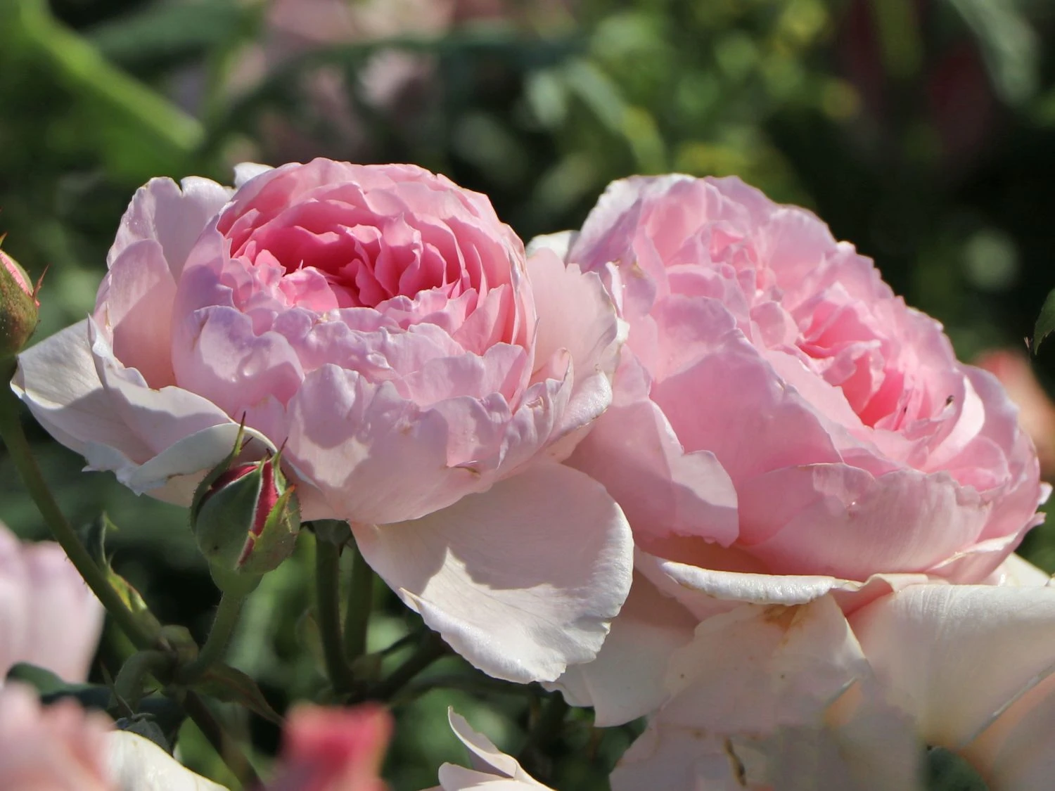 Strauchrose 'The Ancient Mariner' 4 Strauchrose 'The Ancient Mariner' – Bild 4