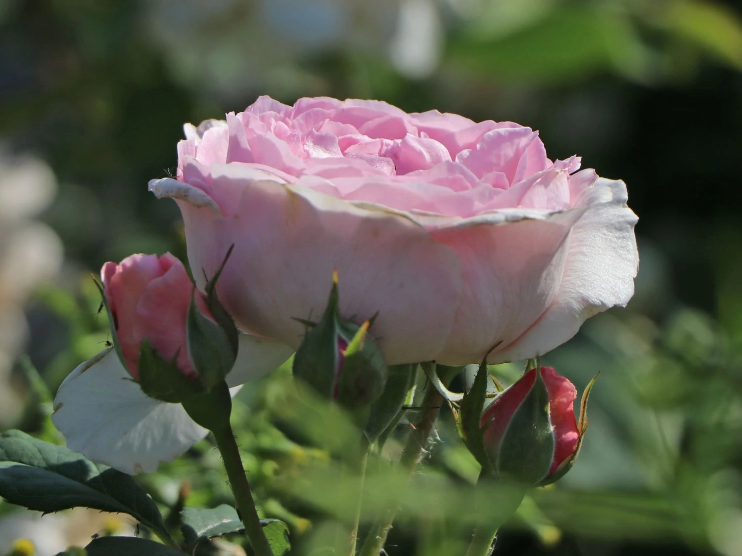 Strauchrose 'The Ancient Mariner' 2 Strauchrose 'The Ancient Mariner' – Bild 2