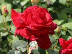 Strauchrose 'Ulmer Münster' ®