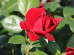 Strauchrose 'Ulmer Münster' ® -Deutschland Garten Funk Verkaufs-Shop strauchrose ulmer muenster m005556 w 0