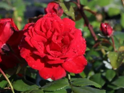 Strauchrose 'Ulmer Münster' ® -Deutschland Garten Funk Verkaufs-Shop strauchrose ulmer muenster m005556 w 2