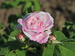 Strauchrose 'Variegata Di Bologna'