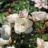 Strauchrose 'Weiße Wolke' ®
