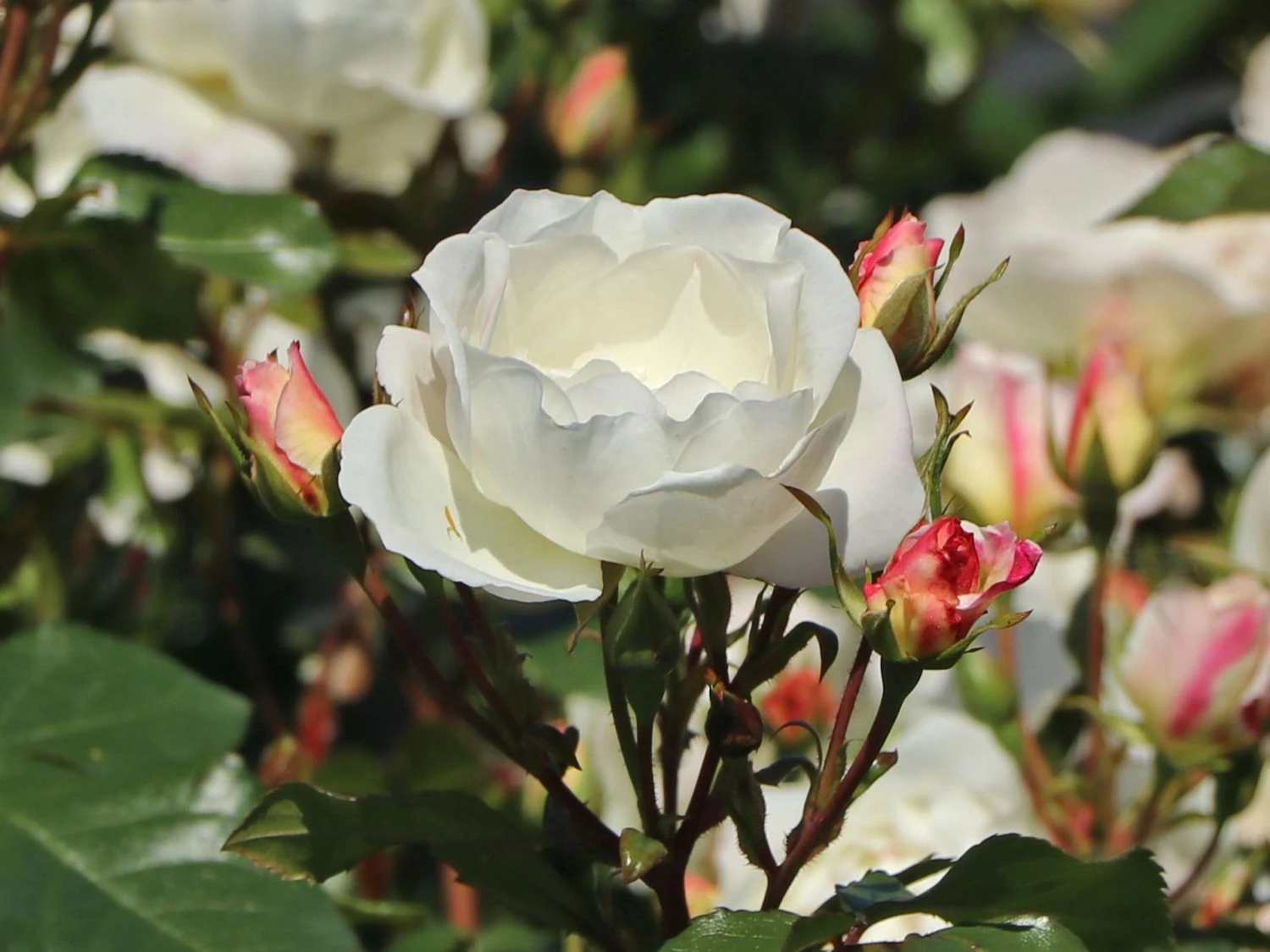 Strauchrose 'Weiße Wolke' ® 9 Strauchrose 'Weiße Wolke' ® – Bild 9