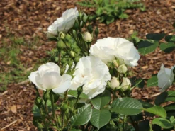 Strauchrose 'Weiße Wolke' ® 21 Strauchrose 'Weiße Wolke' ® -Deutschland Garten Funk Verkaufs-Shop strauchrose weisse wolke m005548 w 1