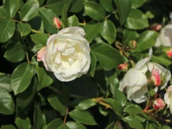 Strauchrose 'Weiße Wolke' ® 19 Strauchrose 'Weiße Wolke' ® -Deutschland Garten Funk Verkaufs-Shop strauchrose weisse wolke m005548 w 10