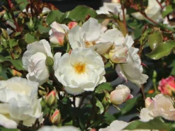 Strauchrose 'Weiße Wolke' ® 22 Strauchrose 'Weiße Wolke' ® -Deutschland Garten Funk Verkaufs-Shop strauchrose weisse wolke m005548 w 2