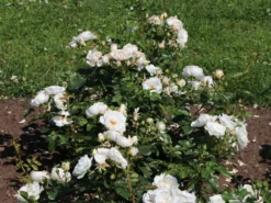 Strauchrose 'Weiße Wolke' ® 23 Strauchrose 'Weiße Wolke' ® -Deutschland Garten Funk Verkaufs-Shop strauchrose weisse wolke m005548 w 3