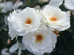 Strauchrose 'Weiße Wolke' ® 16 Strauchrose 'Weiße Wolke' ® -Deutschland Garten Funk Verkaufs-Shop strauchrose weisse wolke m005548 w 4