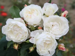 Strauchrose 'Weiße Wolke' ® 15 Strauchrose 'Weiße Wolke' ® -Deutschland Garten Funk Verkaufs-Shop strauchrose weisse wolke m005548 w 5