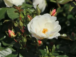 Strauchrose 'Weiße Wolke' ® 14 Strauchrose 'Weiße Wolke' ® -Deutschland Garten Funk Verkaufs-Shop strauchrose weisse wolke m005548 w 6