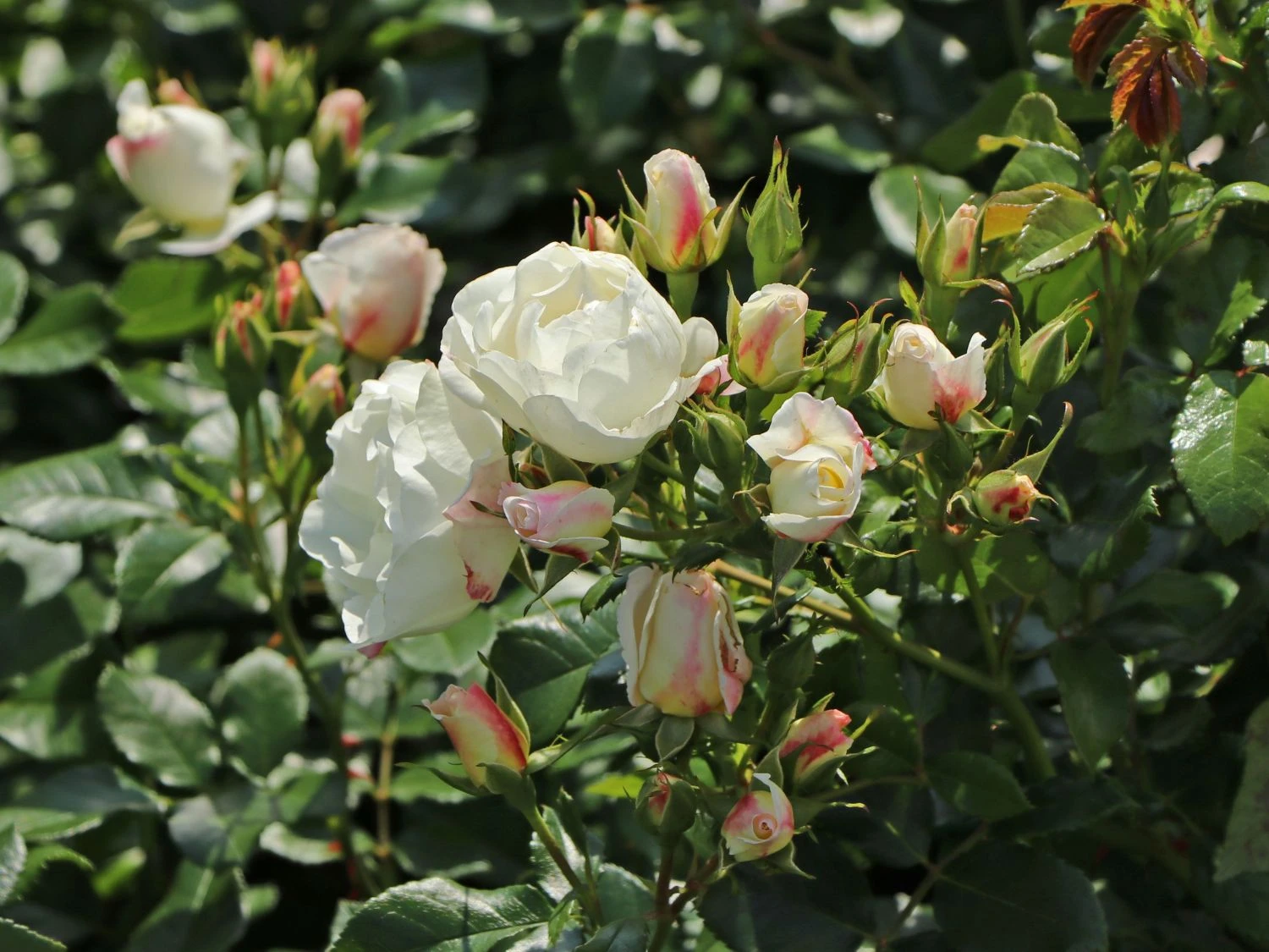 Strauchrose 'Weiße Wolke' ® 2 Strauchrose 'Weiße Wolke' ® – Bild 2