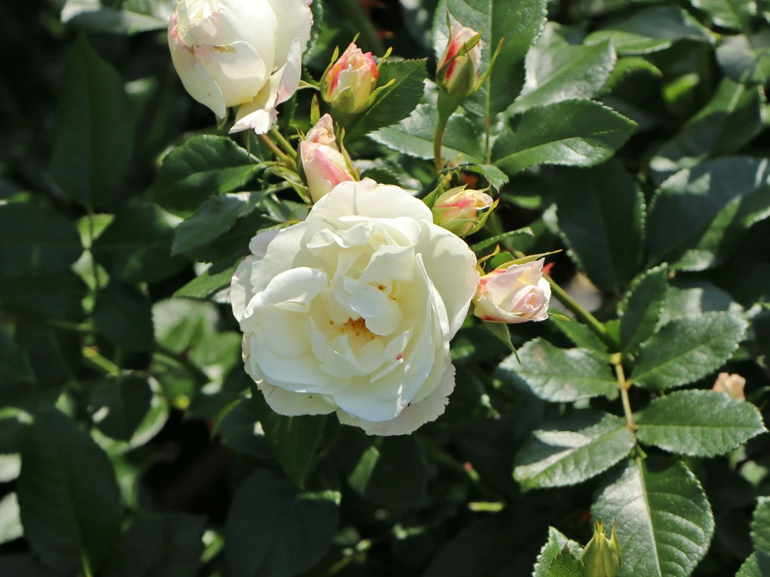 Strauchrose 'Weiße Wolke' ® 6 Strauchrose 'Weiße Wolke' ® – Bild 6