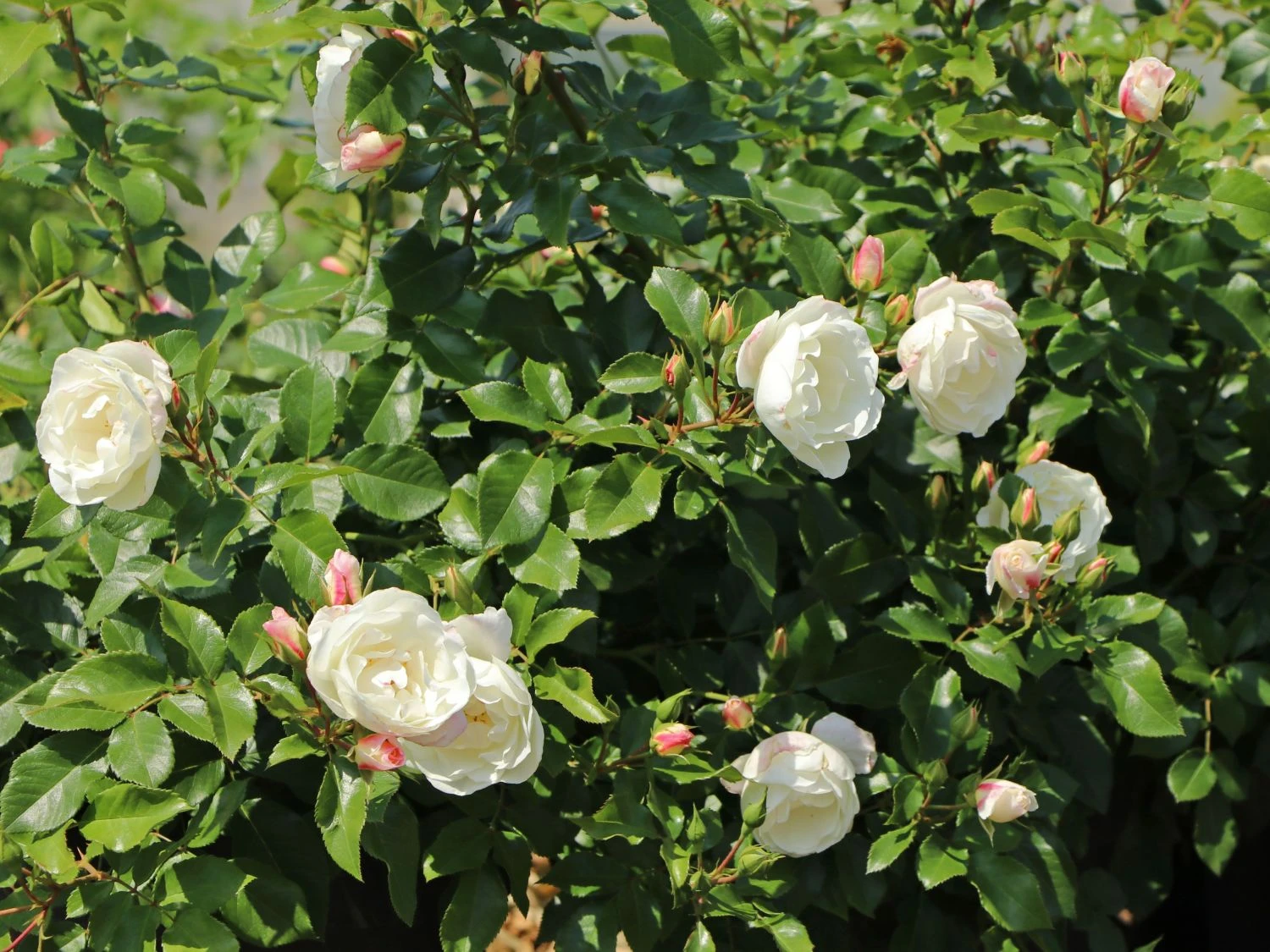 Strauchrose 'Weiße Wolke' ® 7 Strauchrose 'Weiße Wolke' ® – Bild 7