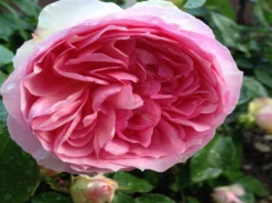 Strauchrose 'Wellenspiel' ® -Deutschland Garten Funk Verkaufs-Shop strauchrose wellenspiel m099260 1338879 0
