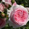 Strauchrose 'Wellenspiel' ®
