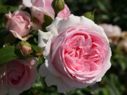 Strauchrose 'Wellenspiel' ®
