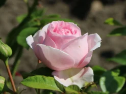 Strauchrose 'Wellenspiel' ® -Deutschland Garten Funk Verkaufs-Shop strauchrose wellenspiel m099260 w 1