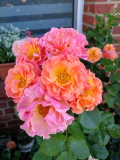 Strauchrose/Beetrose 'Arabia' ® -Deutschland Garten Funk Verkaufs-Shop strauchrosebeetrose arabia m056101 505719 0