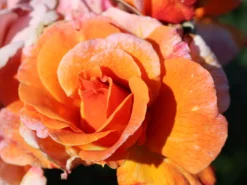 Strauchrose/Beetrose 'Arabia' ® -Deutschland Garten Funk Verkaufs-Shop strauchrosebeetrose arabia m056101 w 0