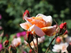 Strauchrose/Beetrose 'Arabia' ® -Deutschland Garten Funk Verkaufs-Shop strauchrosebeetrose arabia m056101 w 3