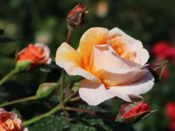 Strauchrose/Beetrose 'Arabia' ® -Deutschland Garten Funk Verkaufs-Shop strauchrosebeetrose arabia m056101 w 4