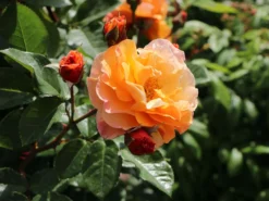 Strauchrose/Beetrose 'Arabia' ® -Deutschland Garten Funk Verkaufs-Shop strauchrosebeetrose arabia m056101 w 6