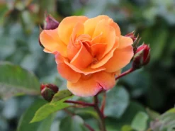 Strauchrose/Beetrose 'Arabia' ® -Deutschland Garten Funk Verkaufs-Shop strauchrosebeetrose arabia m056101 w 7