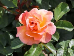 Strauchrose/Beetrose 'Arabia' ® -Deutschland Garten Funk Verkaufs-Shop strauchrosebeetrose arabia m056101 w 8