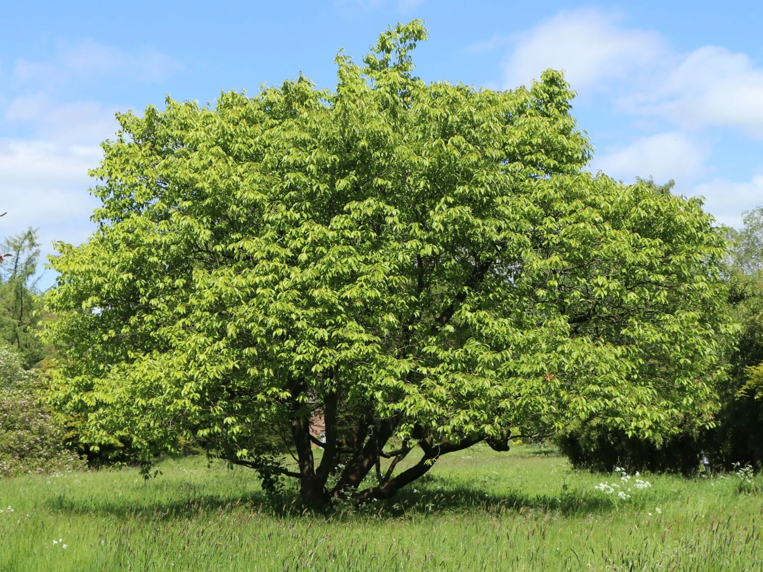 Süßkirsche 'Büttners Rote Knorpelkirsche' 2 Süßkirsche 'Büttners Rote Knorpelkirsche' – Bild 2